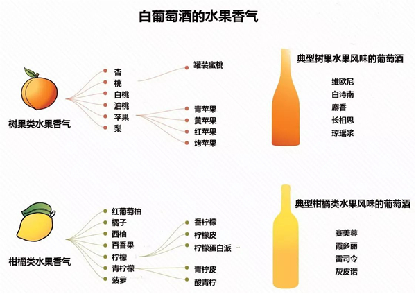 白葡萄酒的香氣類型